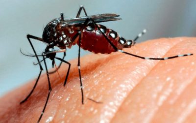 DENGUE – O que é importante saber?